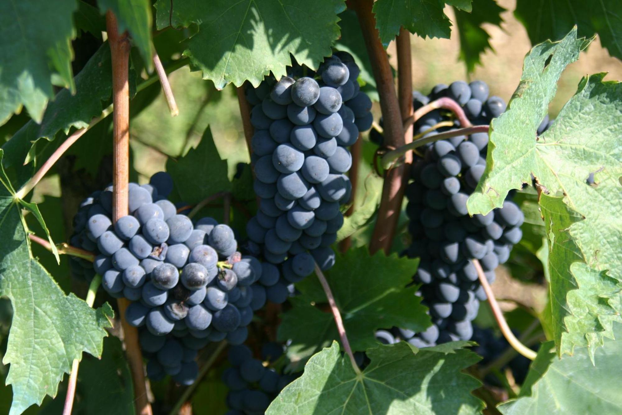 Agriturismo Podere La Cava Mercatale Val Di Pesa Extérieur photo